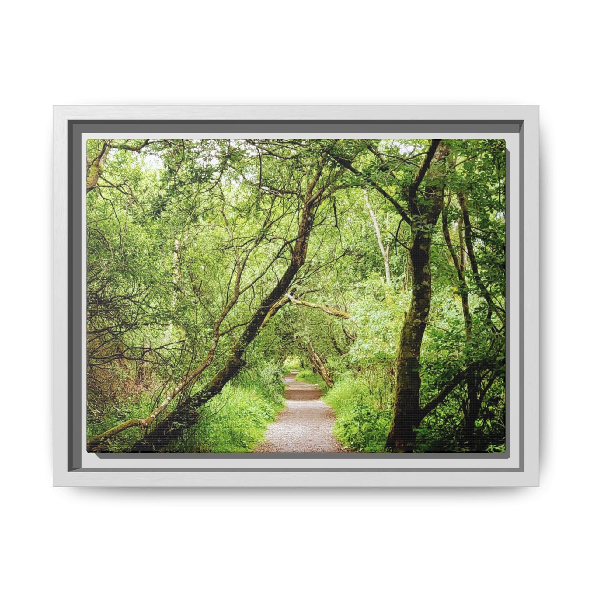 Forest Way (Framed)